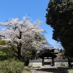 天岑寺桜6