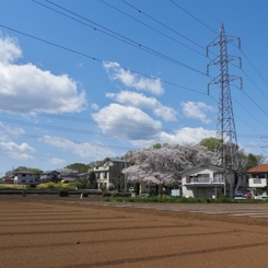 散歩道・桜7
