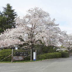 昭和記念公園・桜9