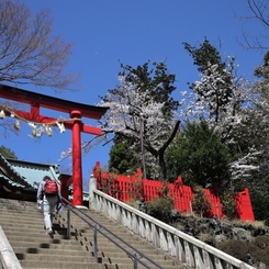 飯縄権現社の桜