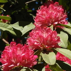 石楠花2