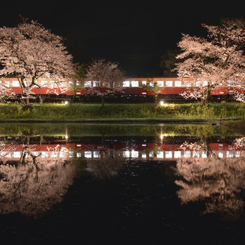 想い出桜