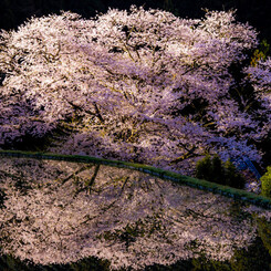 牛繋ぎの桜
