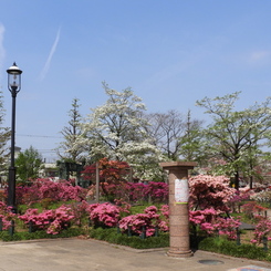 平成つつじ公園2
