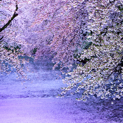 平成桜