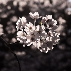 午後の桜