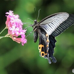 Papilio protenor～Ⅵ