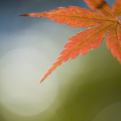 湖畔の紅葉