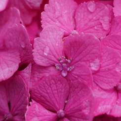 紫陽花　-雨上がり-