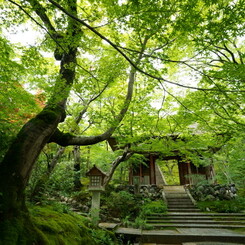 嵯峨嵐山の常寂光寺。