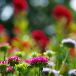 小さな花畑