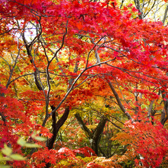 紅葉に染める