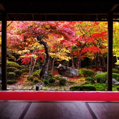 秋色圓光寺