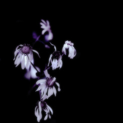 終花-owarinohana-
