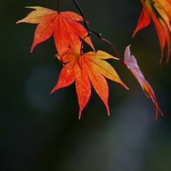 箕面の紅葉