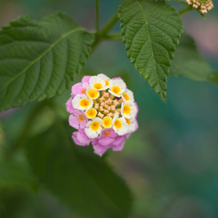 Lantana camara = シチヘンゲ（七変化）