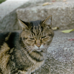 野良猫