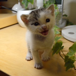 子猫がウ、ウチにやってきた・・・・・・・・(-_-;)