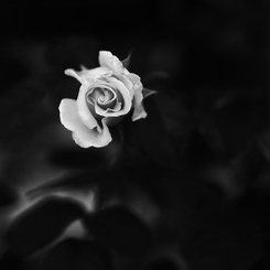 薔薇の造形