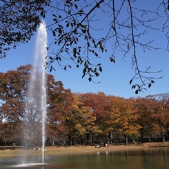 公園の秋 －８