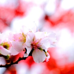 冬桜