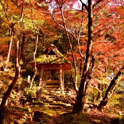 彦根の名刹延寿禅寺　秋ぶらり　15