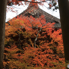 神護寺・雨紅葉