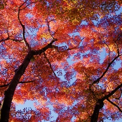 紅葉空１