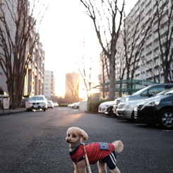 大晦日の夕陽を背に