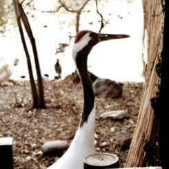 上野動物園　鳥