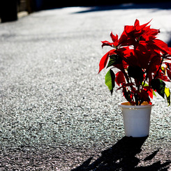 poinsettia