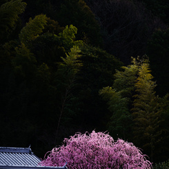春きたりなば