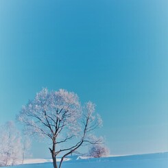 雪桜　弐
