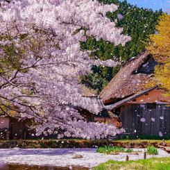 晴天桜吹雪