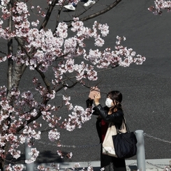 街角桜－１