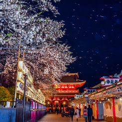 浅草寺桜吹雪