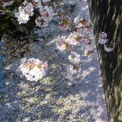 花筏２
