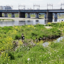 河原は菜の花盛り －１
