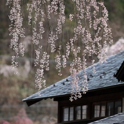 いきなり桜　その２