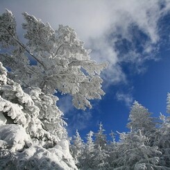 雪のパラソル