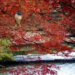 花鳥風月