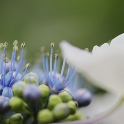 マクロで初夏の花 －８