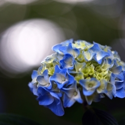 Rain blue