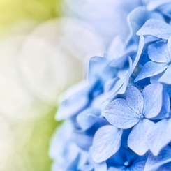 **紫陽花～・・