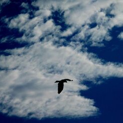 FLY