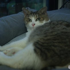 オールドレンズで　きんちゃん（猫）