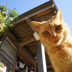 猫と神社