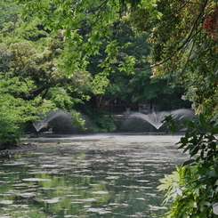 新緑の井之頭池