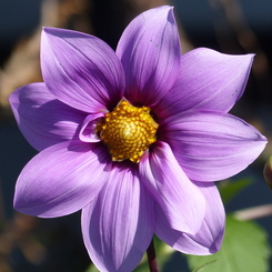 秋本番2(皇帝ダリア)