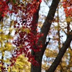 紅葉　1